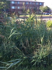 Phragmites australis