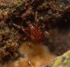 Pergamasus