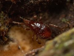 Pergamasus