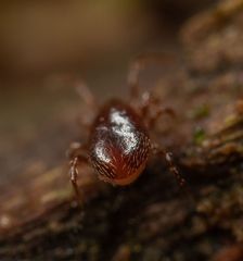 Pergamasus