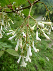 Viburnum erubescens