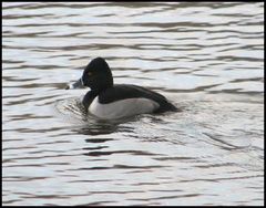 Aythya collaris