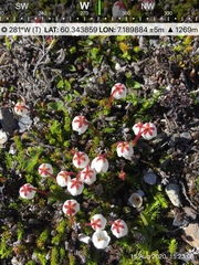 Harrimanella hypnoides