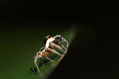 Leptofreya
