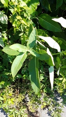 Asclepias syriaca