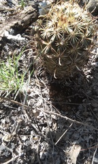 Ancistrocactus scheeri