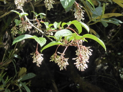 Viburnum erubescens
