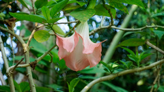 Image of Brugmansia × insignis