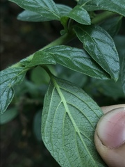 Streptosolen