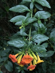 Streptosolen