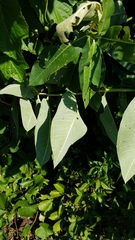Asclepias syriaca