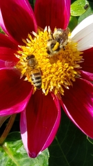 Apis mellifera