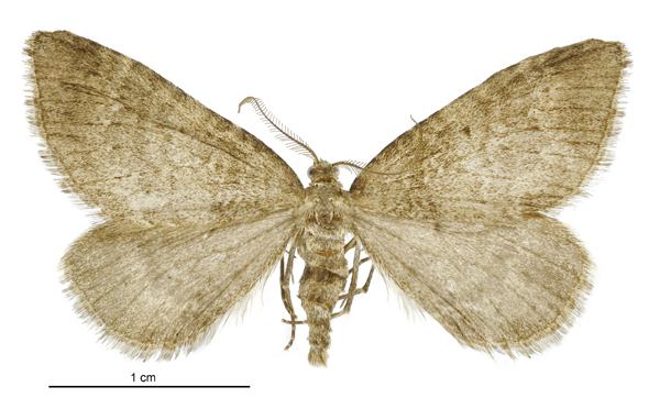 Asaphodes periphaea
