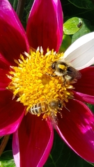 Apis mellifera