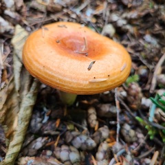 Lactarius olympianus