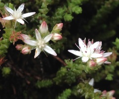 Sedum moranense