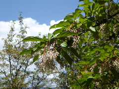 Viburnum erubescens