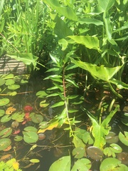 Decodon verticillatus