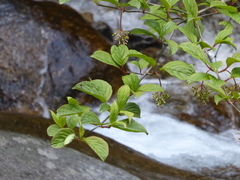 Viburnum erubescens
