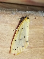 Setina irrorella