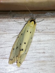 Setina irrorella
