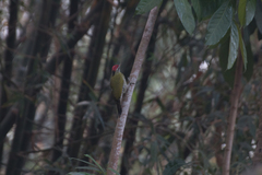Picus xanthopygaeus