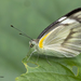 Appias libythea - Photo (c) Anil Kumar Verma,  זכויות יוצרים חלקיות (CC BY-NC), הועלה על ידי Anil Kumar Verma
