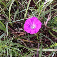 Ipomoea capillacea