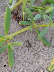 Cicindela carthagena