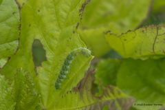 Xanthodes transversa