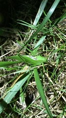 Amblycorypha rotundifolia