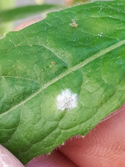 Podosphaera epilobii