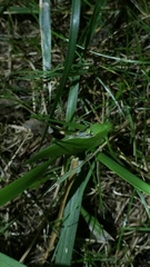 Amblycorypha rotundifolia