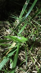Amblycorypha rotundifolia