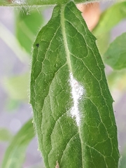 Podosphaera epilobii