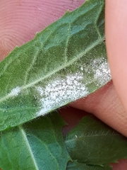 Podosphaera epilobii