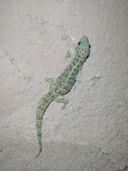 Phyllodactylus homolepidurus