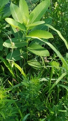 Asclepias syriaca