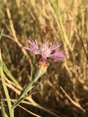 Centaurea paniculata