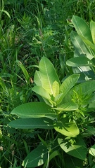 Asclepias syriaca
