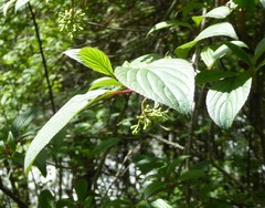 Viburnum erubescens