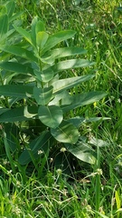 Asclepias syriaca