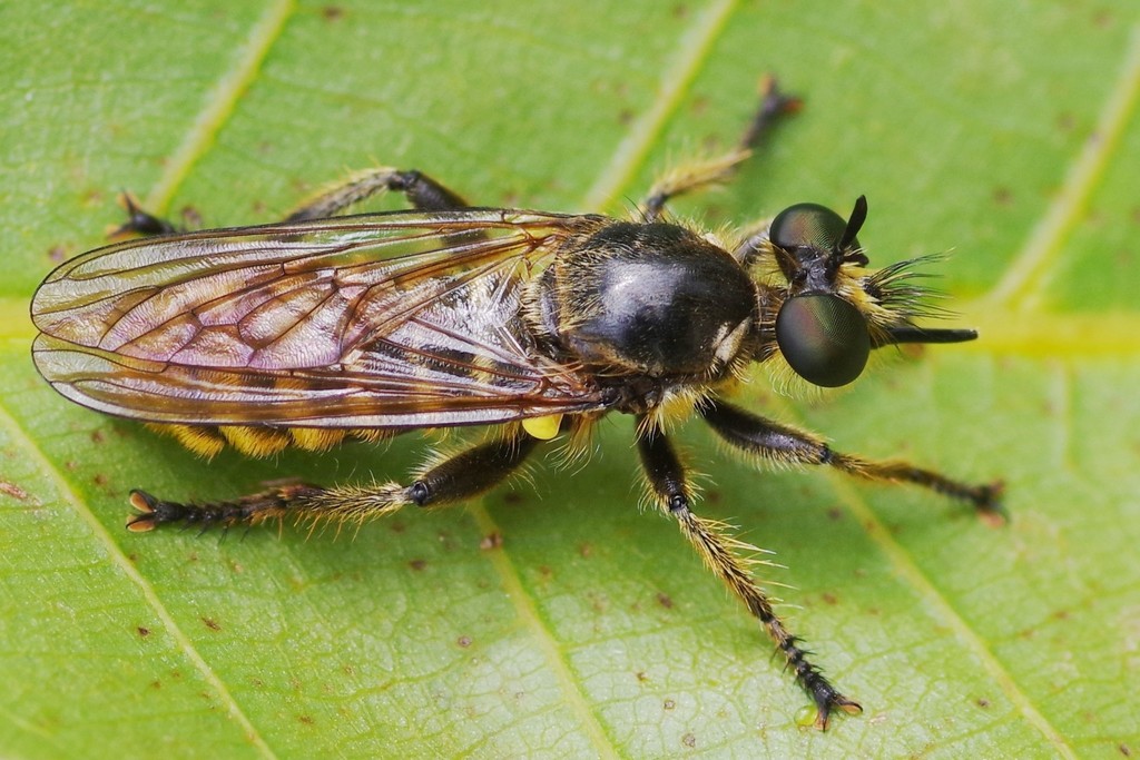 Choerades fimbriata
