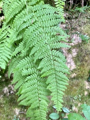 Dennstaedtia