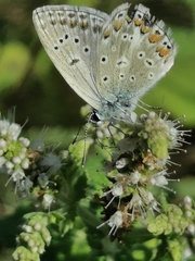 Polyommatus thersites