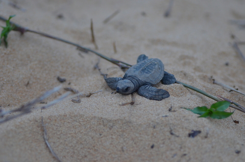 Olive Ridley Sea Turtle, Cayenne, GF, photo 8 of 10