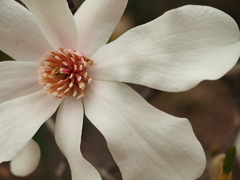 Magnolia loebneri