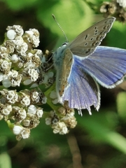 Polyommatus thersites