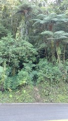 Cyathea costaricensis