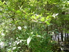 Viburnum erubescens